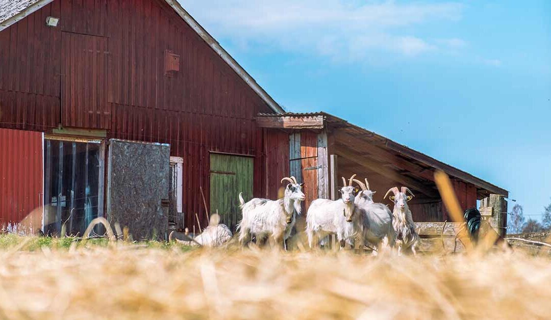 From Farm to Table: Discover Fresh Living Every Single Day